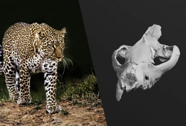 Учені знайшли новий вид небезпечного хижака розміром з леопарда, який жив 30 млн років тому