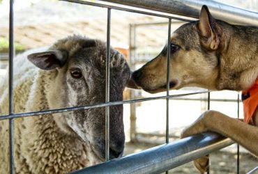 Учені розповіли, чи здатні тварини вивчити мову іншого виду