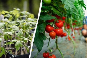 Где никогда не стоит выращивать помидоры: садоводы назвали 5 мест