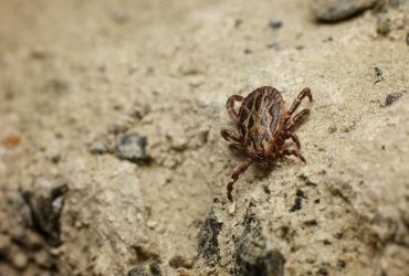 Понад 20 мільйонів років живуть без самців: біологи розповіли про унікальний вид кліщів