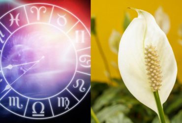 Весы - мирная лилия, Стрелец - монстера: какое ваше комнатное растение по знаку Зодиака