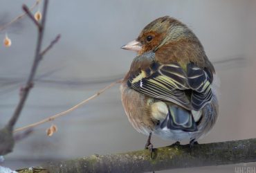 Сегодня в Киев натянет тучи и станет холоднее