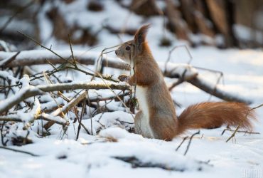 Известный синоптик сообщила, сколько еще в Украине будут держаться морозы