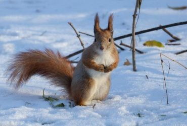 5 января в Киеве весь день будут морозы