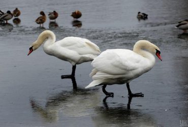 21 февраля погода не порадует киевлян теплом, - прогноз