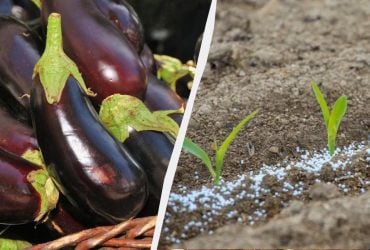 Буйний ріст баклажанів забезпечений: ось чим потрібно підживити розсаду