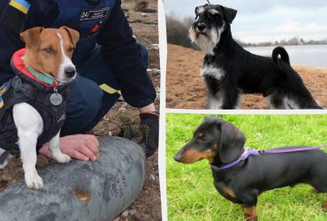 Добрые и игривые: ветеринар назвал пять популярных пород собак, которые живут дольше всех