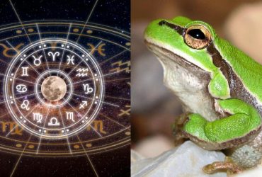 Козеріг - леопардова, Риби - рогата: яка ви жаба за знаком Зодіаку
