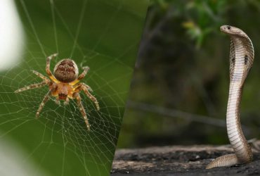 Викликають тривогу: вчені з'ясували, яких тварин найбільше бояться люди