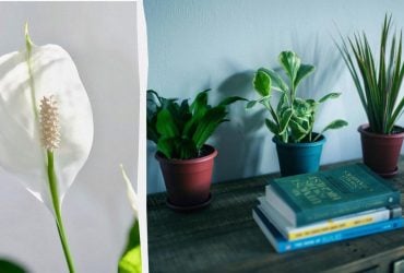 Чому взимку спатифілум не цвіте: експерти розкрили метод, який допоможе це виправити