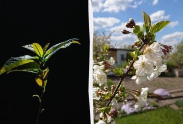 Потужний захист від недругів: потрібно посадити 4 дерева в саду