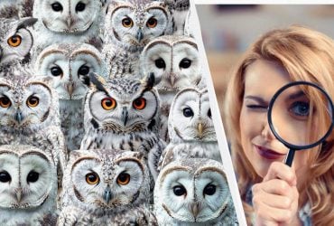 Все видят сов, и только 2% очень внимательных найдут чужака: увлекательная головоломка