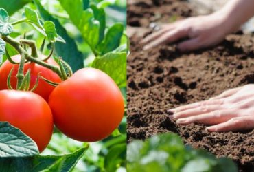 Крупные, сладкие, без трещин: что добавить в лунку при посадке томатов