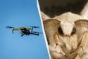 Ученые создали биогибридный дрон на основе антенн бабочек: чем он лучше обычного