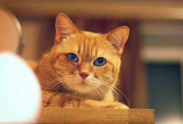 Раз и навсегда: кинолог поделилась советами, как отучить кота лазить по столу