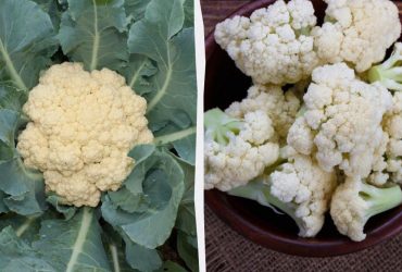 Главные преимущества цветной капусты: такой пользы для здоровья вы не ожидали