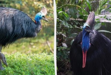 Австралійці бояться цього птаха навіть більше за павуків та отруйних змій: що про нього відомо