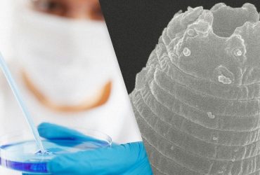 Вчені знайшли замороженого черв'яка, який ожив після 46 тисяч років сплячки