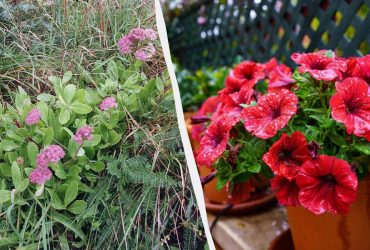 Садівники назвали 5 вуличних рослин, здатних пережити майже все