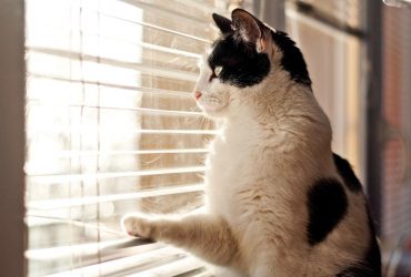 Чому кішки щебечуть, спостерігаючи за птахами: ветеринари назвали причини