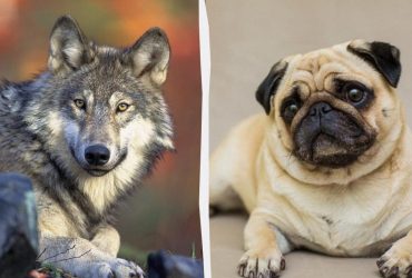 Ученые узнали, как именно волки превратились в собак