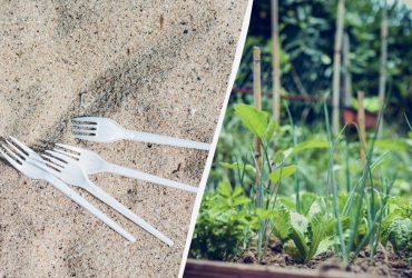Нужно воткнуть этот предмет в землю на огороде: гениальное решение от вредителей
