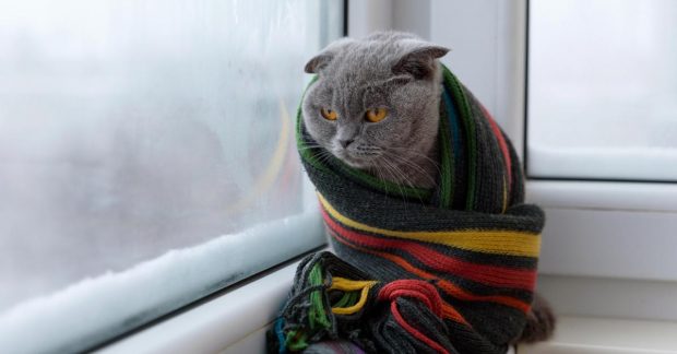 До України мчать сибірські морози: синоптик попередив про нову хвилю холоду (карта)