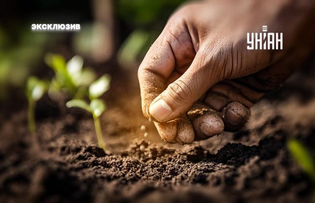 Чи можна вже висаджувати насіння в землю або краще почекати весни: нюанси теплої зими