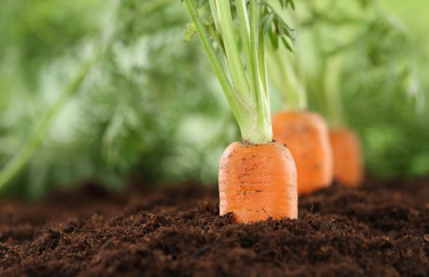 Какие культуры нельзя высаживать после моркови и почему: главные ошибки огородников