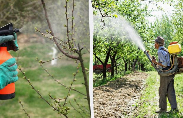 Вредители не успеют проснуться: вот чем обработать деревья в саду ранней весной