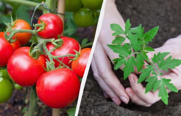 Будете собирать урожай раньше всех: 7 скороспелых сортов томатов для теплиц