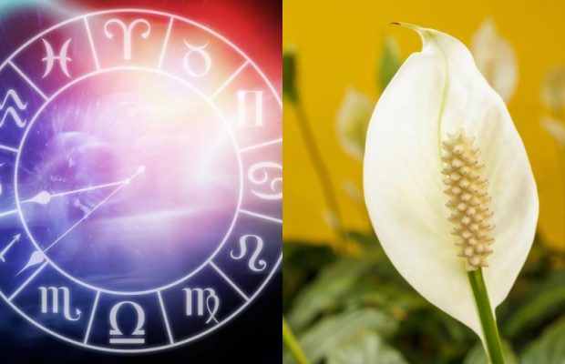 Терези - мирна лілія, Стрілець - монстера: яка ваша кімнатна рослина за знаком Зодіаку