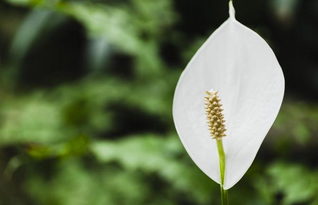 Садоводы назвали "идеальное" место для спатифиллумов: чего опасаться больше всего