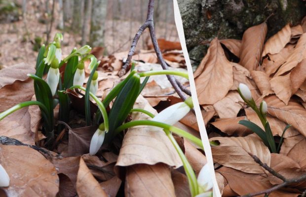 На Закарпатті зацвіли перші підсніжники: до них веде новий туристичний маршрут (фото)