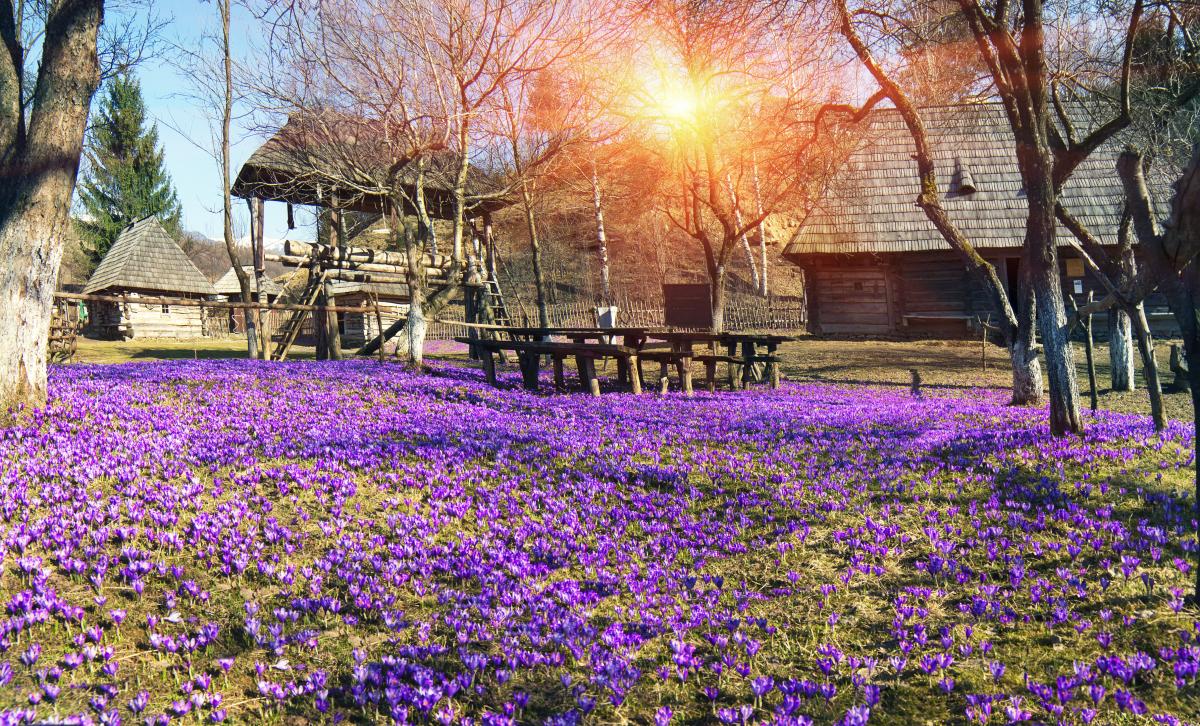 Колочава – это не только крокусы: в чем уникальность одного из лучших туристических сел мира