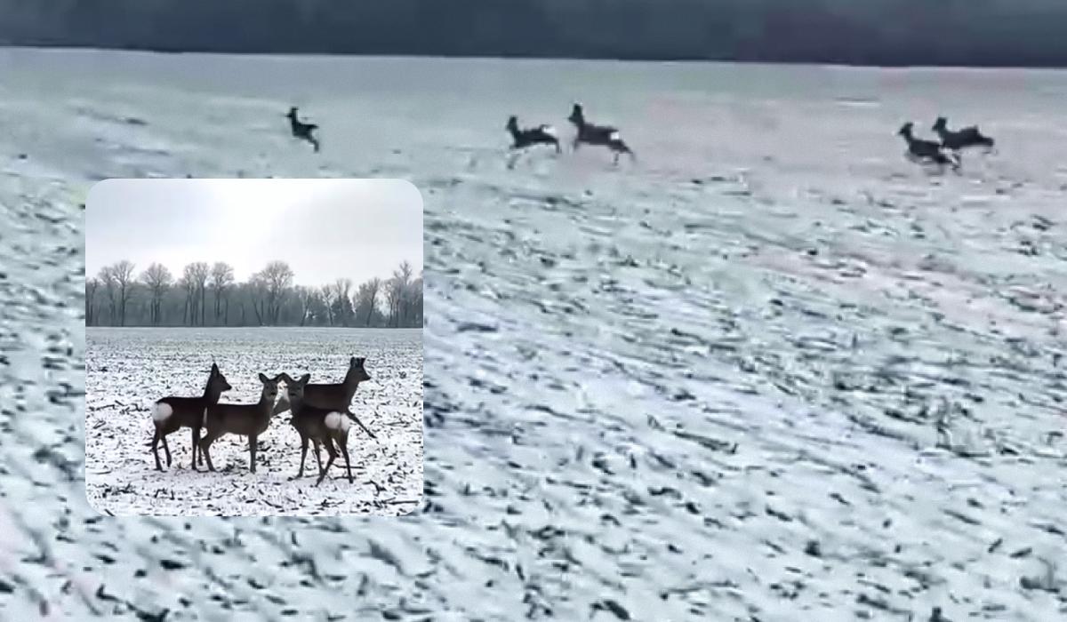 Косули обычно живут маленькими группами / Коллаж УНИАН / Скриншоты Косули обычно живут маленькими группами / Коллаж УНИАН / Скриншоты