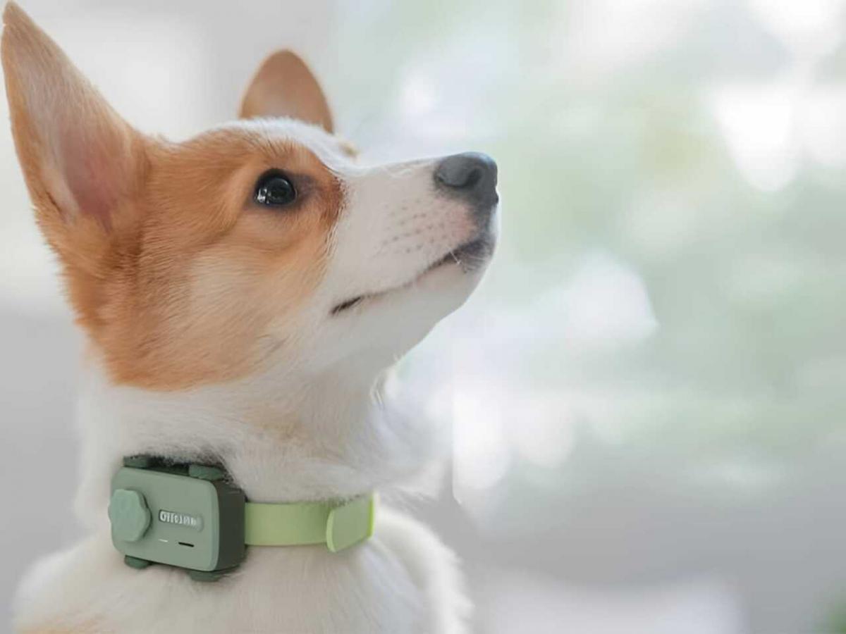 На MWC 2025 представили "перший у світі смартфон" для котів і собак / фото PetPhone На MWC 2025 представили "перший у світі смартфон" для котів і собак / фото PetPhone