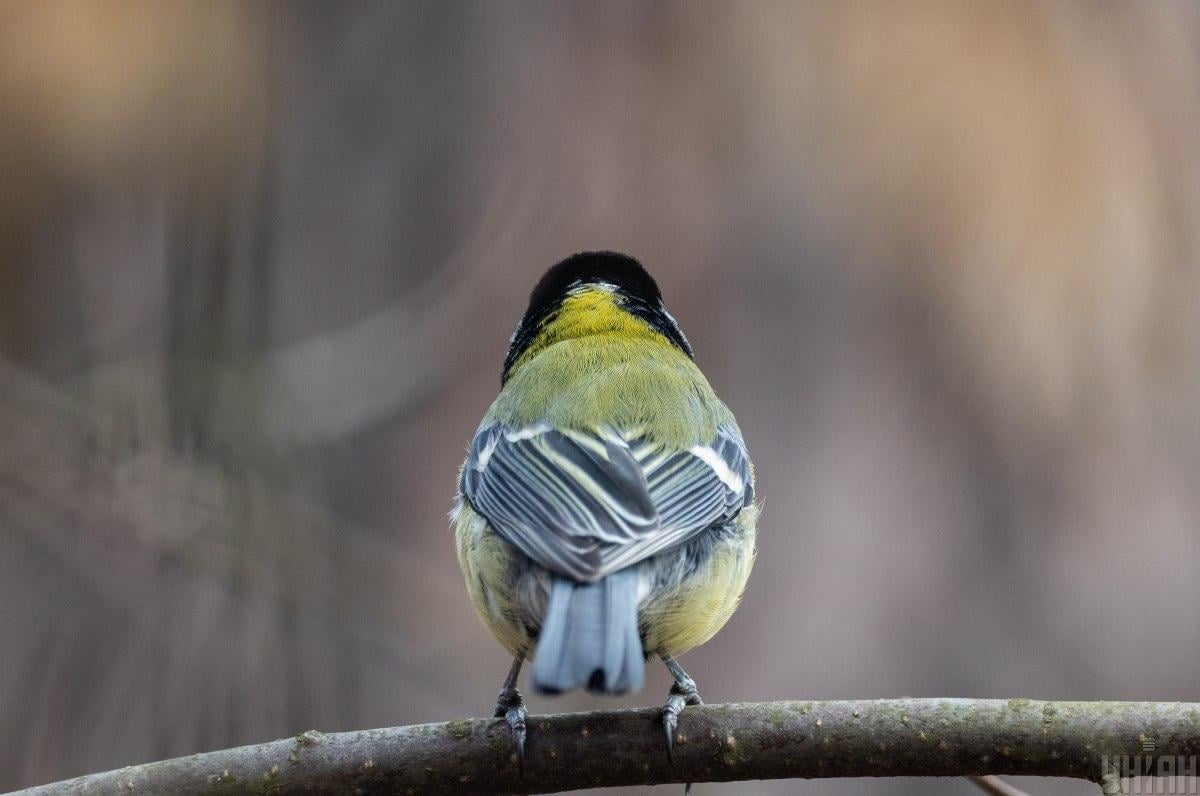 16фото УНИАН 16фото УНИАН