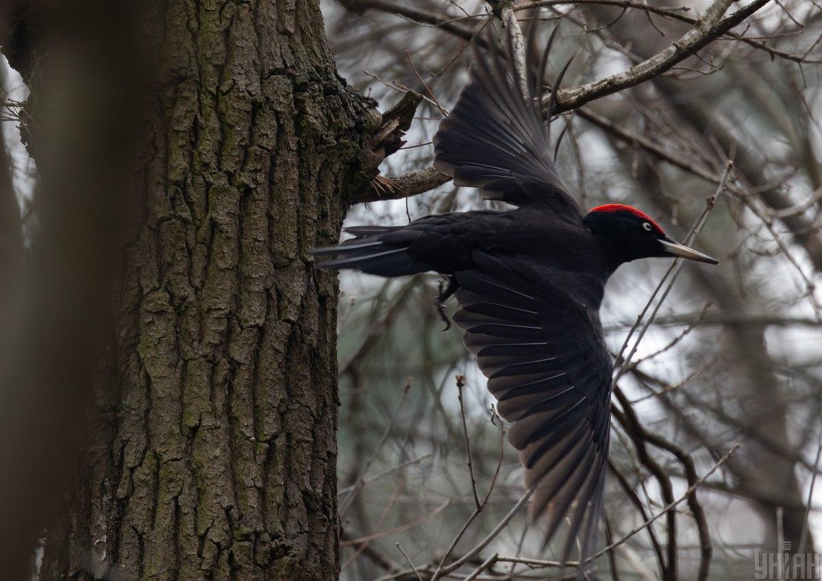 17фото УНІАН 17фото УНІАН