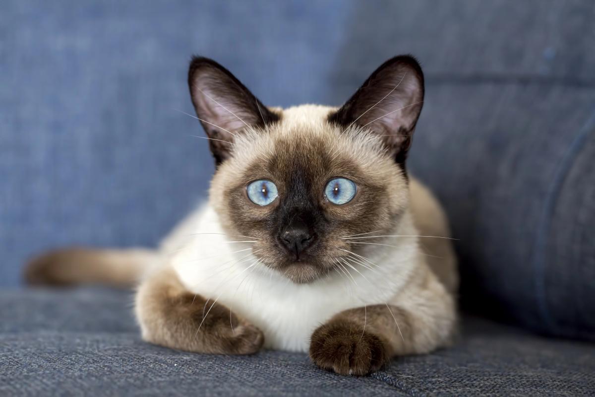 Ветеринар назвала 5 странных звуков, которые слышат кошки, но не люди Ветеринар назвала 5 странных звуков, которые слышат кошки, но не люди