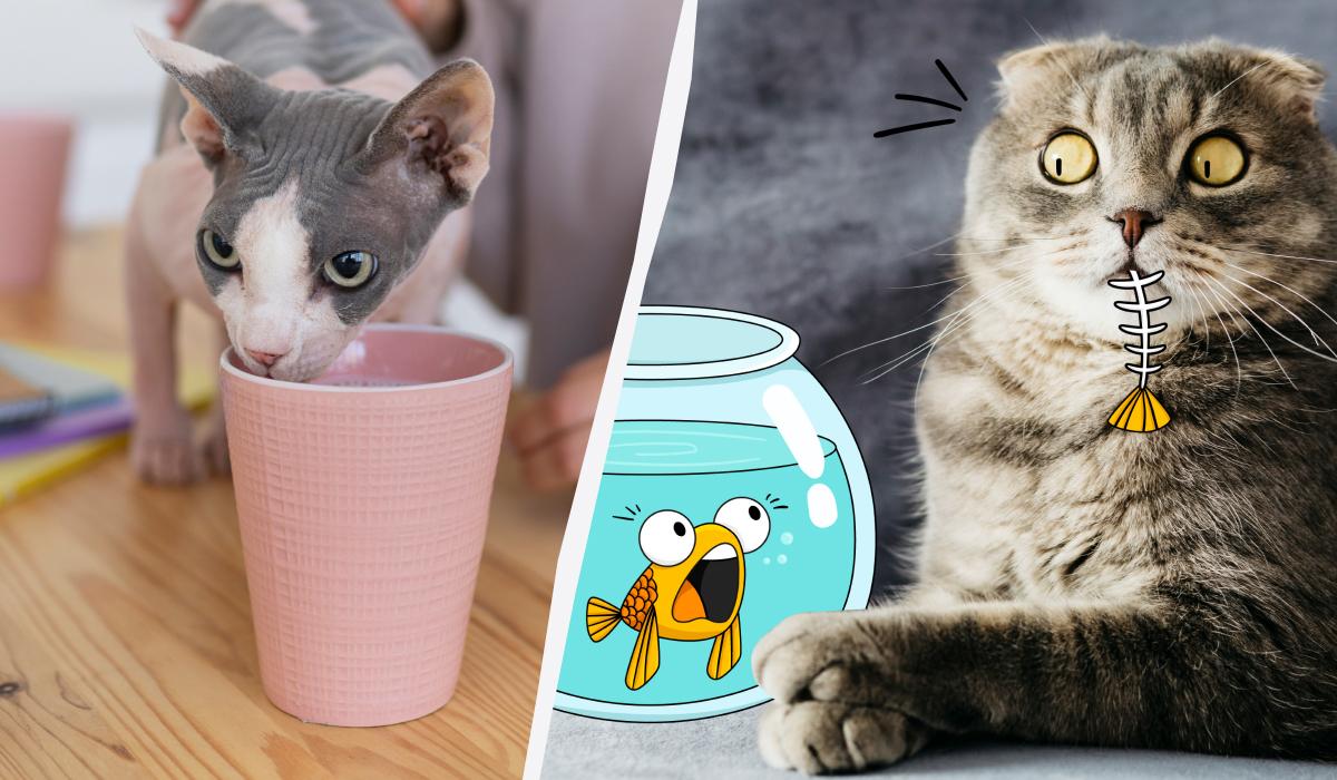 Чем нельзя кормить кошку / коллаж УНИАН, фото freepik.com Чем нельзя кормить кошку / коллаж УНИАН, фото freepik.com