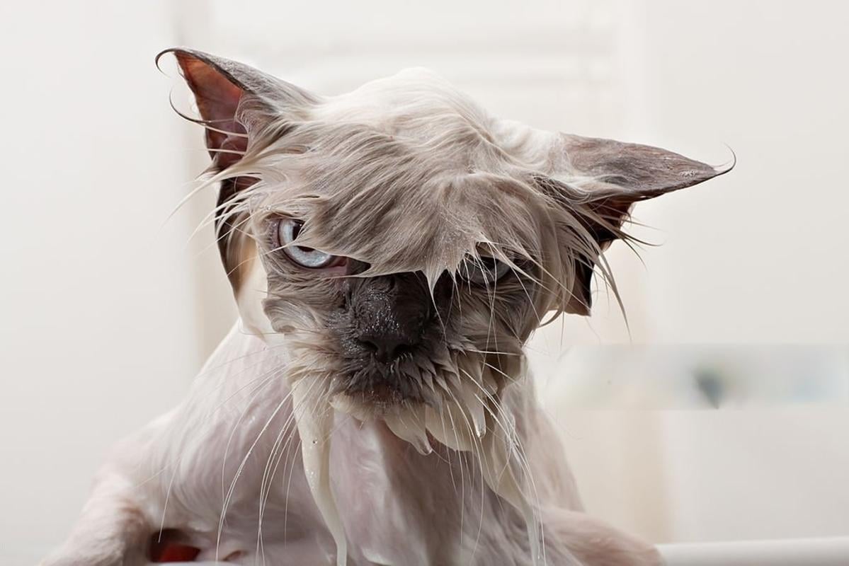 Коты могут быть очень агрессивными во время купания / фото iStock Коты могут быть очень агрессивными во время купания / фото iStock