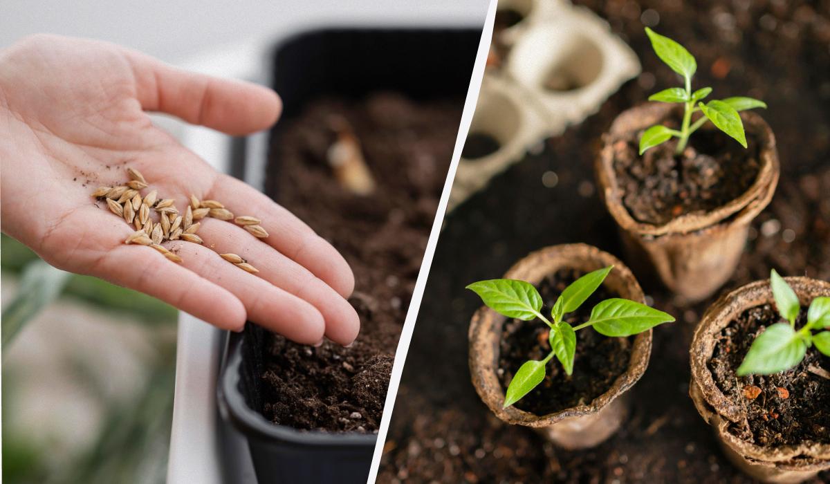 Чому насіння не проростає: основні помилки та рішення