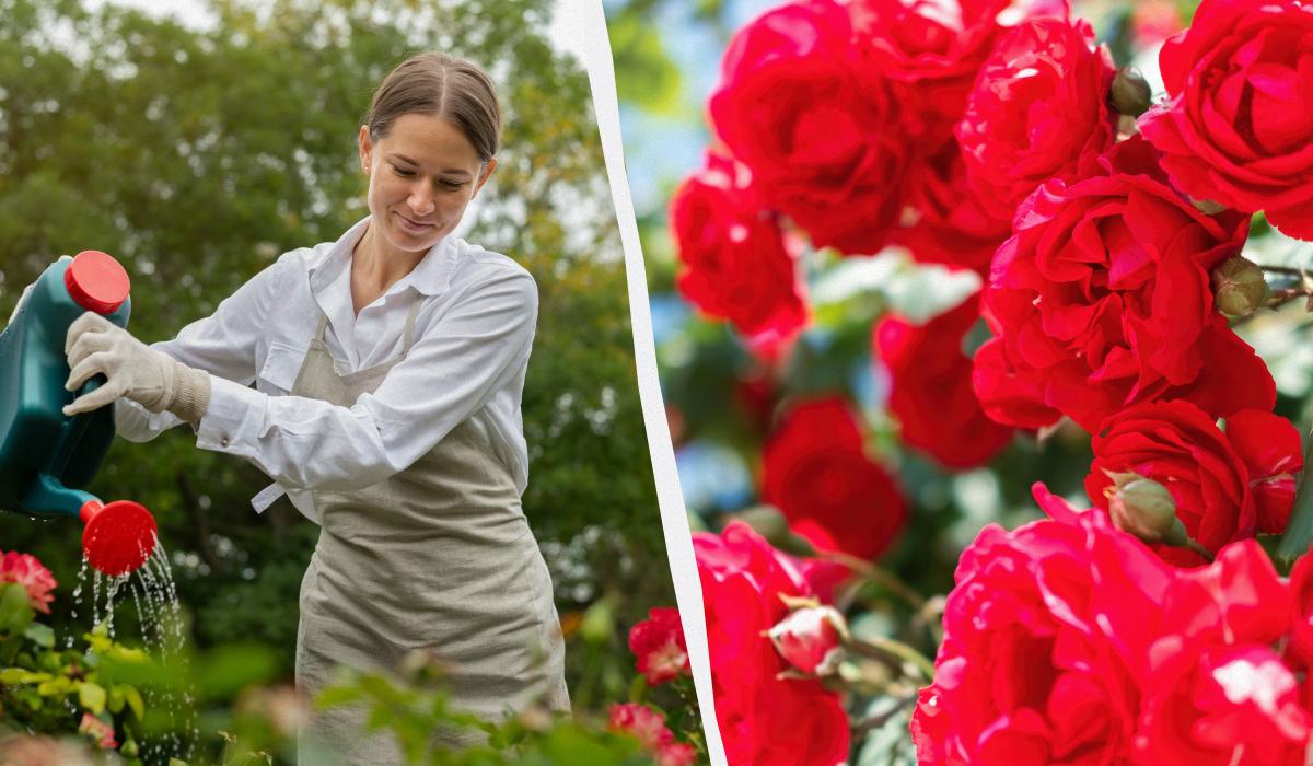 Чим підживити троянди навесні / колаж УНІАН, фото freepik.com Чим підживити троянди навесні / колаж УНІАН, фото freepik.com