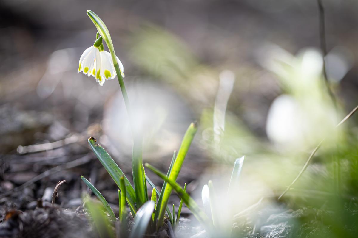 https://images.unian.net/photos/2025_03/1742896778-2800.jpg?r=955283