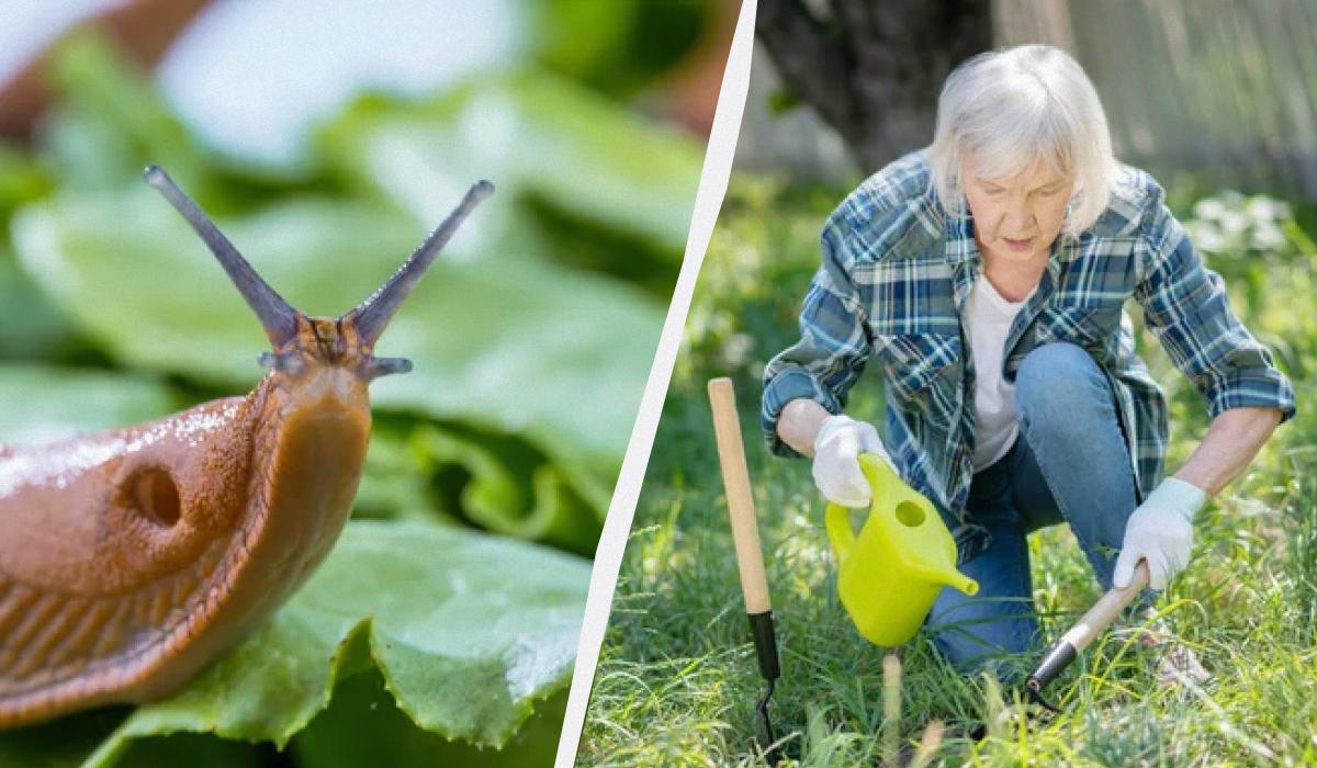 Чого бояться слимаки на городі - порада експерта / колаж УНІАН, фото ua.depositphotos.com Чого бояться слимаки на городі - порада експерта / колаж УНІАН, фото ua.depositphotos.com