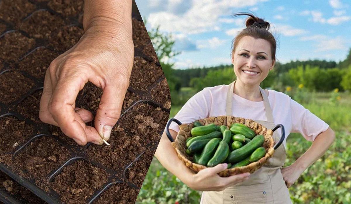 У чому замочити насіння, щоб швидше проросло - поради / колаж УНІАН, фото ua.depositphotos.com У чому замочити насіння, щоб швидше проросло - поради / колаж УНІАН, фото ua.depositphotos.com