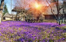 Квітуча Україна: чарівні ідеї для весняних подорожей