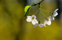 Неделя в Украине начнется с тепла, но в нескольких областях дожди (карта)