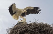 Вихідні побалують українців приємним теплом: прогноз на 8 і 9 березня (карта)